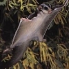 Andelain